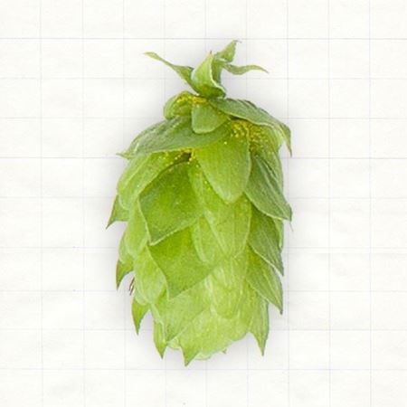 Bild für Kategorie Aromahopfen