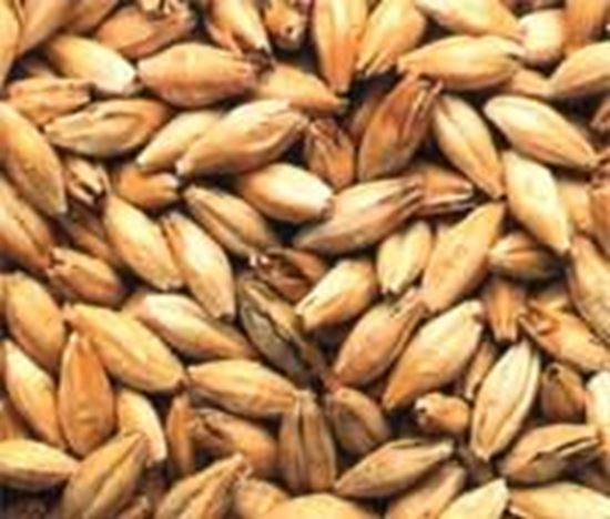 Bild von Premium Pilsner Malz 5 kg ganz 2-3 EBC