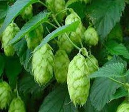 Bild von Rohhopfen Cluster (US) 100 gr