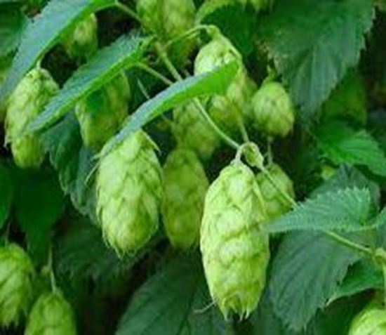 Bild von Rohhopfen Cluster (US) 100 gr