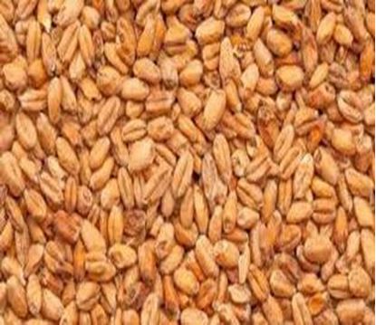 Bild von Böhmisches Weizen-Tennenmalz 5 kg ganz 3 - 5.5  EBC