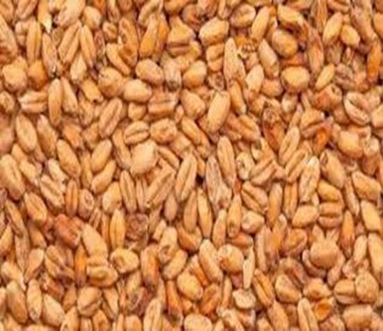Bild von Böhmisches Weizen-Tennenmalz 5 kg ganz 3 - 5.5  EBC