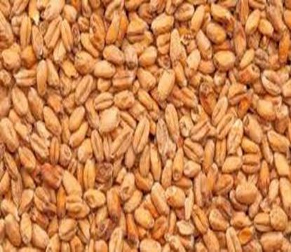 Bild von Böhmisches Weizen-Tennenmalz 1 kg geschrotet 3 - 5.5  EBC