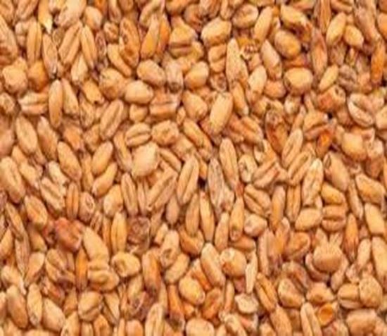 Bild von Böhmisches Weizen-Tennenmalz 1 kg geschrotet 3 - 5.5  EBC